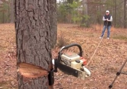 A New Safer Way to Cut Down a Tree? … Maybe